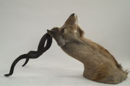 A South African taxidermy greater kudu