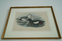 A water colour signed BM J Gould and H C Ricnter "Uria Grylle"