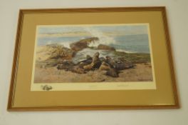A signed David Shepherd print "Elephant Seals"