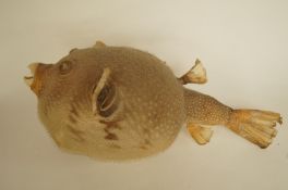 A preserved inflated puffer fish