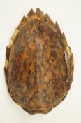 An early 20th century turtle shell