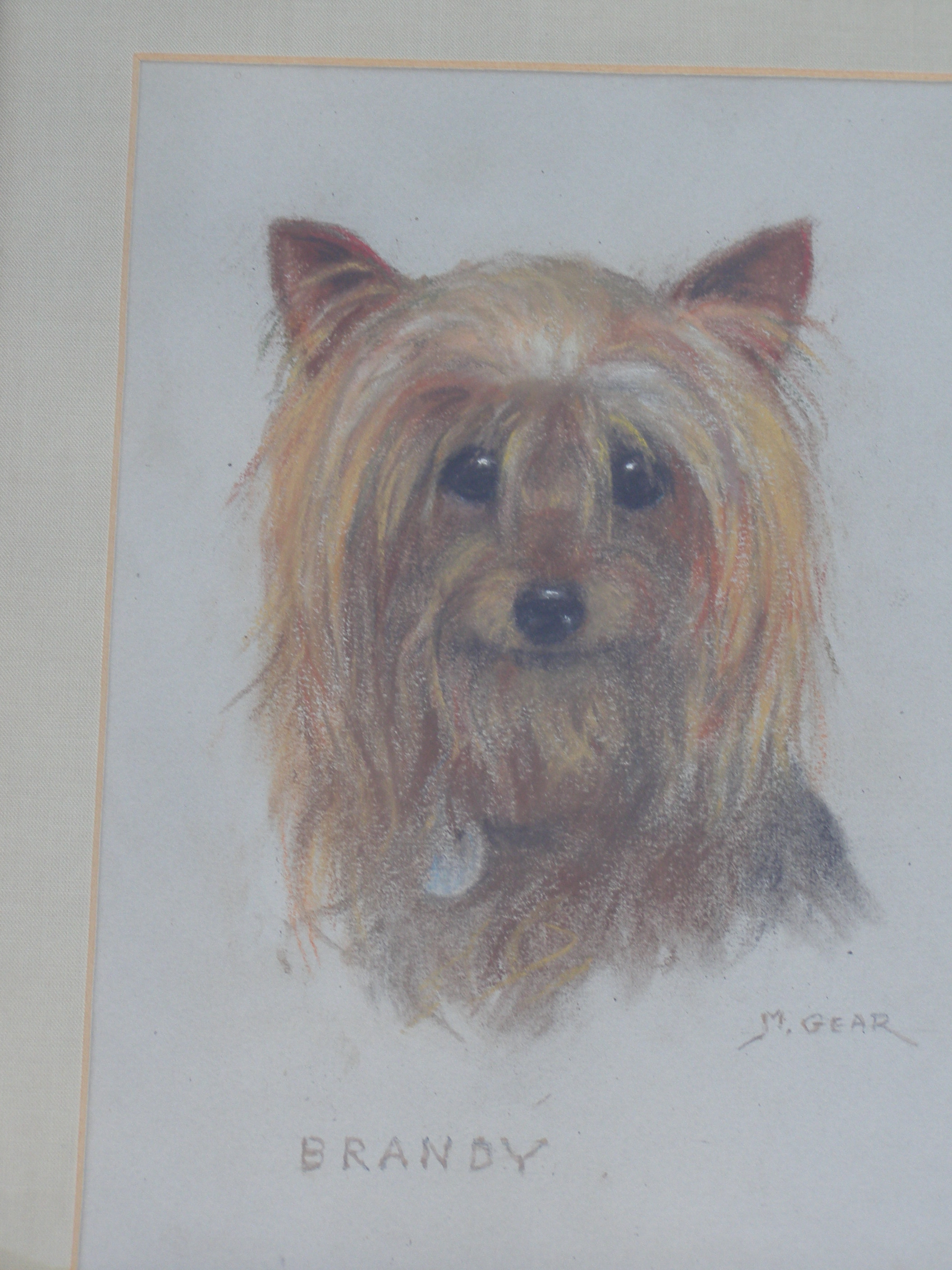 Mabel Gear - pastel - Brandy, a Yorkshire Terrier, 10 x 7.5?