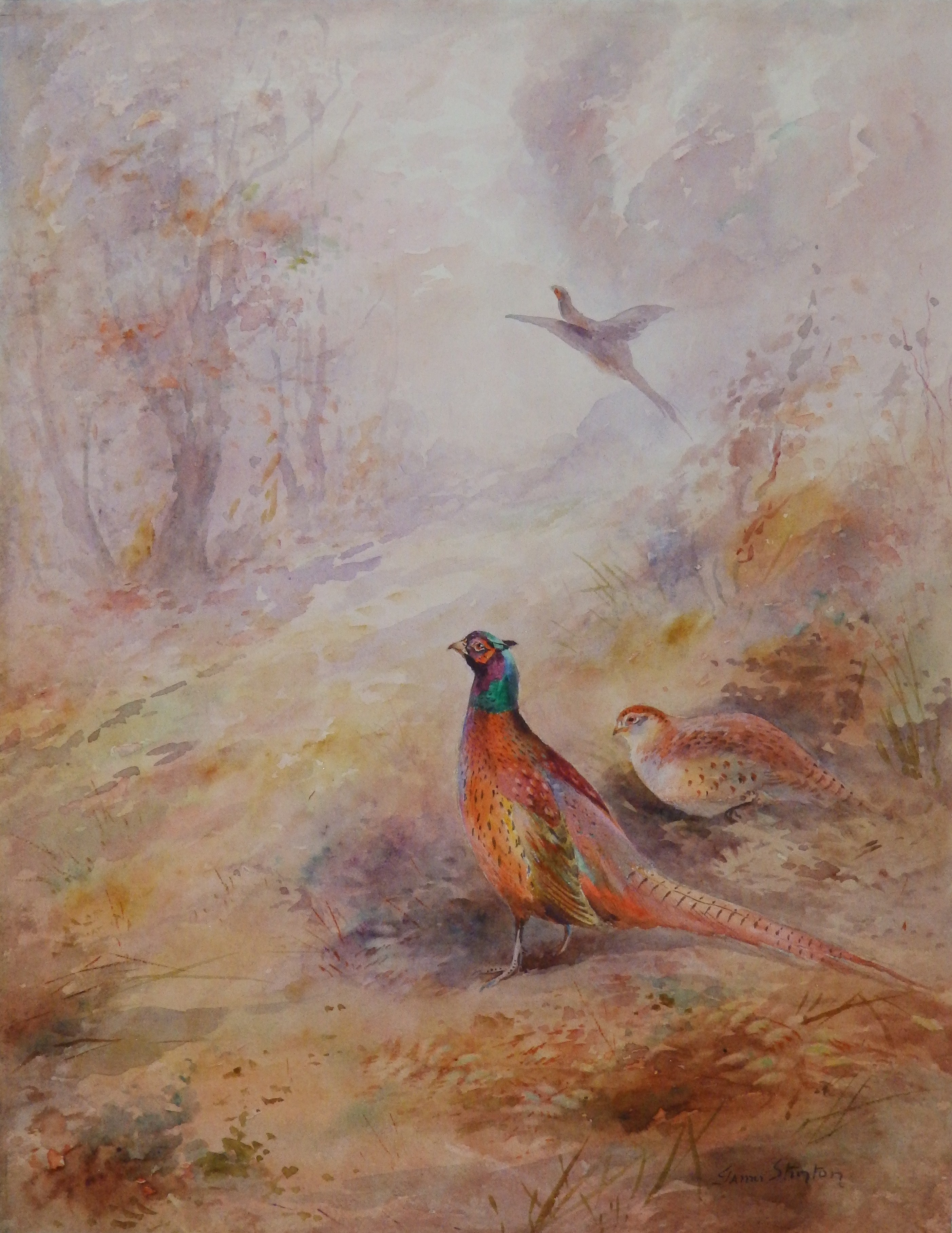 James Stinton (1870-1961) ? three unframed watercolours depicting pheasants, signed, sizes varying