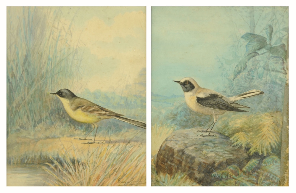 George Rankin, two bird studies.  Each 11 ins x 8.5 ins in single frame.