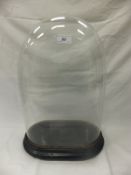 A glass dome on a hardwood black painted stand   CONDITION REPORTS  50cm high including base.  Glass