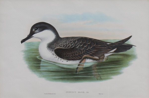 AFTER JOHN GOULD and HENRY CONSTANTINE RICHTER (1804-1881) "Circus Cyaneus", "Puffinus Major. - Image 4 of 4