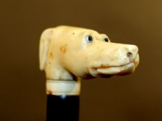 An ebony walking cane with ivory handle in the form of a greyhound's head with inset glass eyes,