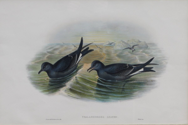 AFTER JOHN GOULD and HENRY CONSTANTINE RICHTER (1804-1881) "Circus Cyaneus", "Puffinus Major. - Image 3 of 4