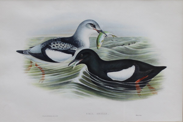 AFTER JOHN GOULD and HENRY CONSTANTINE RICHTER (1804-1881) "Circus Cyaneus", "Puffinus Major. - Image 2 of 4