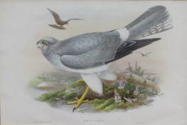 AFTER JOHN GOULD and HENRY CONSTANTINE RICHTER (1804-1881) "Circus Cyaneus", "Puffinus Major.