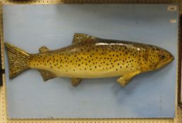 A trout cast set on a pale blue back board