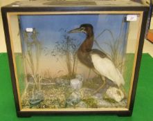 A stuffed and mounted Pond Heron in naturalistic setting and three sided glazed display case,