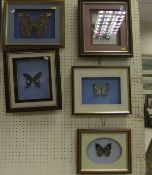 A collection of five framed and glazed exotic Butterflies and Moths   CONDITION REPORTS  Overall