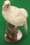 A stuffed and mounted White Cock Pheasant set on a log to plinth base