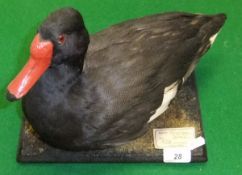 A stuffed and mounted Rosy Billed Drake set on a mossy covered plinth, bearing label inscribed "