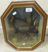 A stuffed and mounted Moorhen in naturalistic setting and glass fronted wall hanging display case
