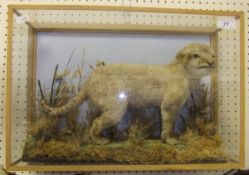 A stuffed and mounted three day old Lion Cub in naturalistic setting and picture frame display case