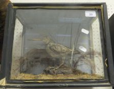 A stuffed and mounted Snipe in naturalistic setting and three sided glazed display case