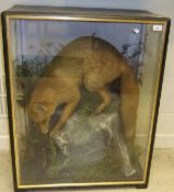 A stuffed and mounted Fox in naturalistic setting and three sided glazed display case by Hutchings