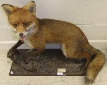 A stuffed and mounted Dog Fox on naturalistic base mount, bearing label inscribed "The Peter