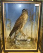 A Victorian stuffed and mounted Hen Harrier in naturalistic setting and three sided glazed display