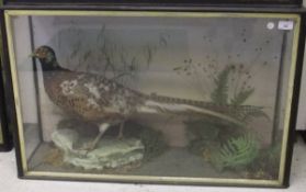 A stuffed and mounted Cock Pheasant in naturalistic setting and three sided glazed display case