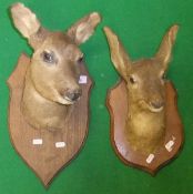 Two stuffed and mounted Roe Deer heads on oak shield mounts