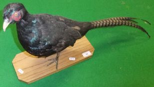 A stuffed and mounted Melanistic Pheasant set on a plinth base, bears label inscribed "Game Bird