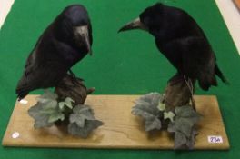 A pair of stuffed and mounted Rooks set on moss covered branches to an oak plinth base   CONDITION