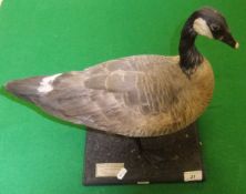 A stuffed and mounted Richardson's Canada Goose set on a plinth base, bearing label inscribed "Peter