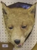 A stuffed and mounted Fox mask on oak shield, bearing label verso inscribed "F.W. Bartlett,