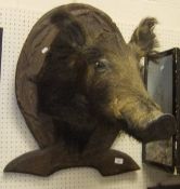 A stuffed and mounted Wild Boar head on foliate decorated carved pine wall mount in the Black Forest
