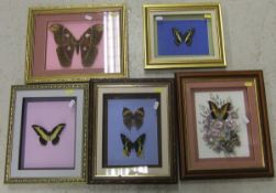 A collection of five various framed and glazed displays of Butterflies and Moths   CONDITION REPORTS