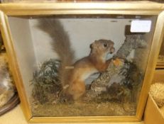 A stuffed and mounted Red Squirrel in naturalistic setting and glass fronted display case
