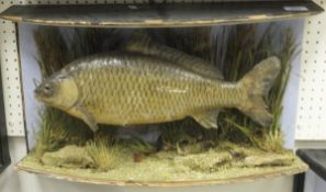 A stuffed and mounted carp in naturalistic setting within bow fronted display case, bears label