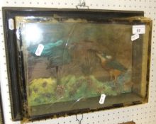 A stuffed and mounted pair of Kingfishers in naturalistic setting and picture frame display case,