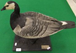A stuffed and mounted Barnacle Goose set on plinth base, bearing label inscribed "Peter Farrington