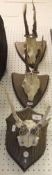 A collection of three pairs of Roe Deer antlers on shield shaped mounts
