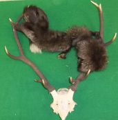 A set of unmounted ten point Red Deer antlers, and a fur stole