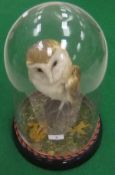 A stuffed and mounted Barn Owl set on a mossy covered stump under a glass dome (Certificate No.