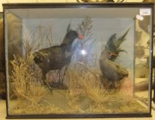A stuffed and mounted Moorhen and Water Rail in naturalistic setting and three sided glazed