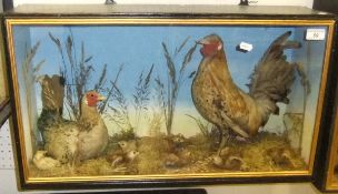 A pair of stuffed and mounted Bantam Cock and Hen and seven chicks in naturalistic setting and glass