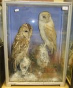 An early 20th century stuffed and mounted Tawny Owl and Barn Owl by Hutchings in naturalistic