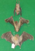 Three various stuffed and mounted Egyptian Fruit Bats (various poses)