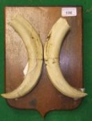 A pair of mounted Wild Boar tusks on oak shield mount inscribed verso "Phacochère ... Oubanqui-Chari