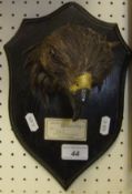 A stuffed and mounted Golden Eagle head on ebonised mount bearing label inscribed "Peter