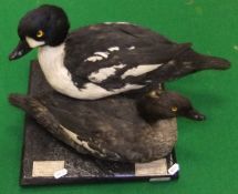 A pair of stuffed and mounted Barrows Golden Eye Ducks set on plinth base, bearing label