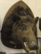 A stuffed and mounted Wild Boar head on wall mount