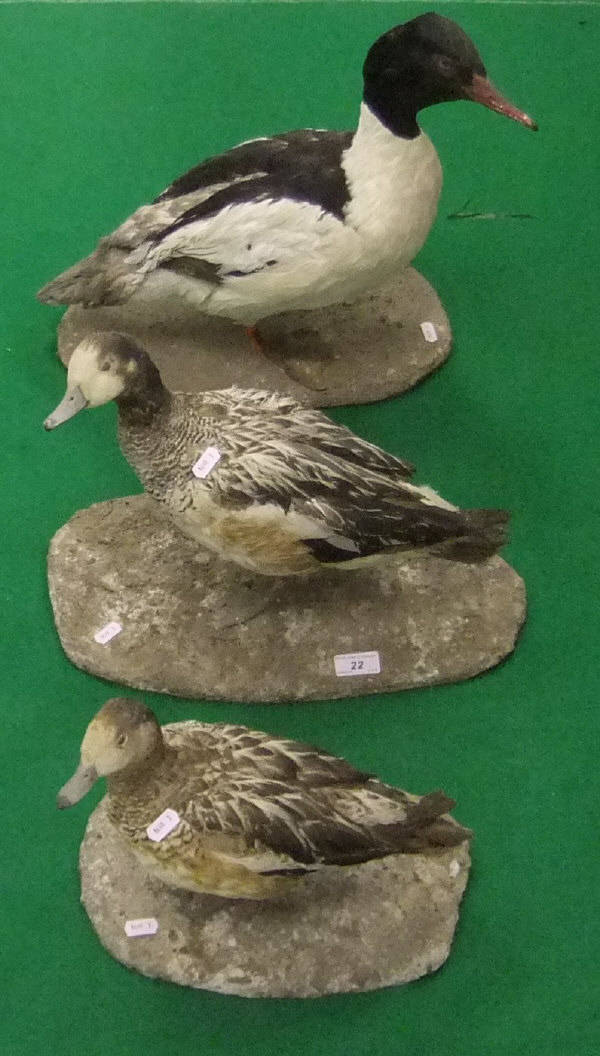 A pair of stuffed and mounted European Widgeon, bearing labels verso inscribed "Allan Allinson