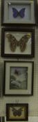 A collection of four various framed and glazed exotic Butterflies and Moths, including a decoupage